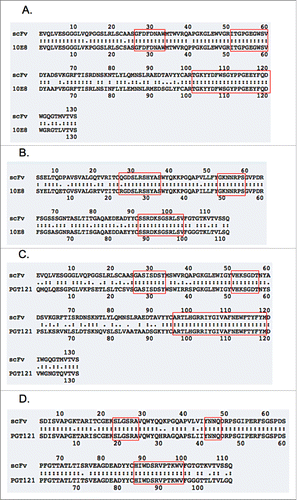 Figure 2. Alignment of WT bnAb amino acid sequence with the sequence of the scaffold after CDR transplantation. Shown are the light chains and heavy chains that make up the scFv structures only, without the other domains listed in Fig. 3. (A) Shows the 10E8 heavy chain, (B) shows the 10E8 light chain. (C) Shows the PGT121 heavy chain, (B) shows the PGT121 light chain. The red boxes indicate the CDR sequence. Alignments were performed using ExPASy LALIGN software available from the SIB Bioinformatics Resource Portal. WT bnAb sequences were taken from Mouquet et al. for PGT121 (PDB: 4FQ1_L and 4FQ1_H)Citation30 and Huang et al. for 10E8 (Genbank AFS68396.1 and AFS68395.1).Citation29
