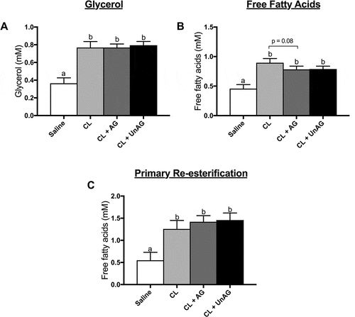 Figure 5. The in vivo effects of CL and CL + ghrelin co-injections on lipolysis as measured by circulating glycerol (a) and free fatty acid (b) release and fatty acid reesterification (c). Data were analyzed using a repeated measures one-way ANOVA (n = 7–8) and expressed as mean ± standard error, in mM. Data sharing a letter are not statistically different from each other. p < 0.05 was considered statistically significant.
