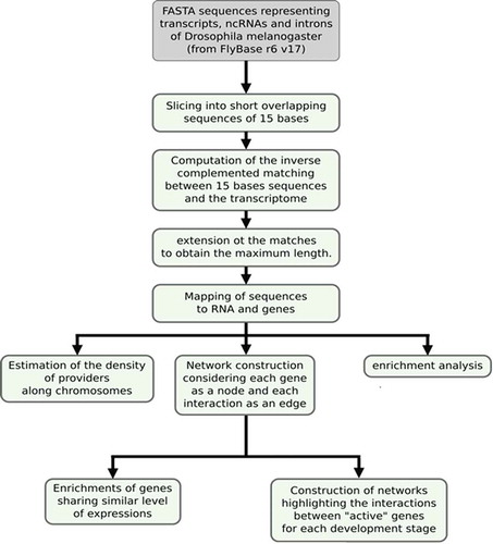 Figure 1. Workflow of the pipeline used to process the data. This workflow was used for the analysis of theoretical 20-, 25- and 30-base pairing lengths between mRNAs and transcriptomes (restrictively limited to exons, introns and lncRNAs).