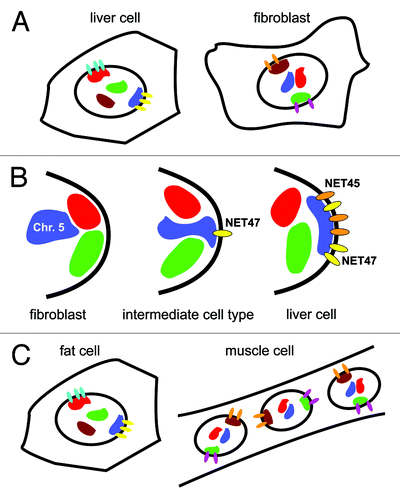 Figure 4. Tissue-specific radial chromosome organization can be mediated by tissue-specific NETs. (A) Distinct spatial chromosome arrangements can be achieved by the differential expression of tissue-specific NETs that have been shown to each reposition partially distinct yet overlapping sets of chromosomes to the nuclear periphery. The red and blue colored chromosomes are at the nuclear periphery in liver cells because liver-specific NETs that have affinity to these chromosomes are expressed. These liver-specific NETs are not expressed in fibroblasts resulting in a more internal localization of the same chromosomes. (B) Affinity principle of NET-mediated chromosome positioning. Human chromosome 5 is preferentially internal in fibroblasts but in a cell type such as heart where NET47 is weakly expressed might have weak affinity for the periphery. In liver, where NET47 and NET45 are both strongly expressed, chromosome 5 would have a stronger affinity for the periphery. (C) The same principle could apply during differentiation where the same progenitors can develop into muscle or fat cells, each of which has differences in the milieu of NETs expressed and differences in the pattern of radial gene and chromosome positioning.