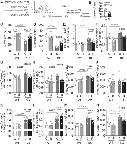 Figure 5. The positive effect of MTOR inhibition on autophagy deficient HSCs is cell intrinsic. (A) Experimental setup of rapamycin treatment in Mx1Cre atg5fl/fl:WT (1:1) mixed BM chimeras. (B) Frequencies of PTPRCb/CD45.2 cells in the blood of chimeric mice 10 weeks after reconstitution, prior to poly(I:C) treatment. (C) Frequencies of PTPRCb/CD45.2 LSKs. (D) Frequencies of PTPRCb/CD45.2 HSCs. (E) MFI of p-RPS6 (PTPRCb/CD45.2: PTPRCa/CD45.1 ratio) in LSKs. (F) MFI of p-RPS6 (PTPRCb/CD45.2: PTPRCa/CD45.1 ratio) in HSCs. (G) MFI of OPP (PTPRCb/CD45.2: PTPRCa/CD45.1 ratio) in LSKs. (H) MFI of OPP (PTPRCb/CD45.2: PTPRCa/CD45.1 ratio) in HSCs. (I) MFI of MKI67 in PTPRCb/CD45.2 LSKs. (J) MFI of MKI67 in PTPRCb/CD45.2 HSCs. (K) MFI of cystine-FITC (PTPRCb/CD45.2: PTPRCa/CD45.1 ratio) in LSKs. (L) MFI of cystine-FITC (PTPRCb/CD45.2: PTPRCa/CD45.1 ratio) in HSCs. (M) MFI of Kyn in PTPRCb/CD45.2 LSKs. (N) MFI of Kyn in PTPRCb/CD45.2 HSCs. Pooled data from 2 experiments (n = 6 animals/group). Data are represented as mean ± SEM with two-way ANOVA with post hoc Tukey’s test.