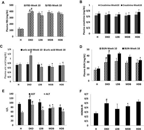 Figure 3 Plasma FBS changes (A), Cr (B), uric acid (C), BUN (D) in each group. Plasma concentration of AST and ALT (E) and HOMA-IR index (F) in each group at the end of study.Notes: Significant differences between the healthy and DKD control groups are specified by square (#) meaning P-value <0.05. Significant differences between DKD and BCc1-treated groups are specified by (*) meaning P-value <0.05.Abbreviations: FBS, fasting blood glucose; BUN, blood urea nitrogen; Cr, creatinine; AST, aspartate aminotransferase; ALT, alanine aminotransferase; HOMA-IR index, homeostasis model assessment of insulin resistance index; H, healthy control; DKD, diabetic kidney disease control; LDB, low dose of BCc1; MDB, medium dose of BCc1; HDB, high dose of BCc1.