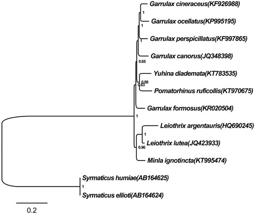 Figure 1. Bayesian tree based on combining 13 protein-coding gene sequences of ten Timaliidae and two Syrmaticus birds. The Bayesian tree was reconstructed with general-time-reversible (GTR) model, and the Markov chains for 1 000 000 generations. Numbers at node of the tree branches represent posterior probability. Two Syrmaticus birds were used as the outgroup.