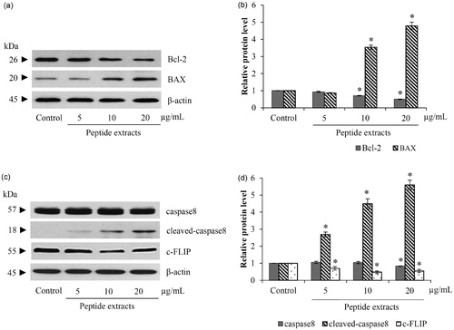 Figure 5. Peptide extracts stimulated both mitochondrial and death-receptor apoptotic pathway. (a and b) There were the reduction of Bcl-2 and up-regulation of BAX after treatment of lung cancer cells with 10–20 μg/mL of peptide extracts form Lentinus squarrosulus. (c and d) Protein-relating death-receptor pathway, c-FLIP and caspase-8 were decreased in peptide extracts-incubated H460 cells. Values are means of the independent triplicate experiments ± SD. *p ≤ 0.05 versus non-treated control.