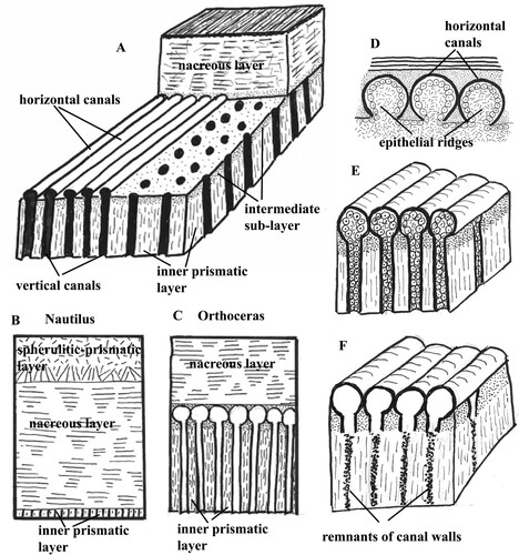 Fig. 11. Schematic presentation of the pore-canals. A. Section of the shell wall in Orthoceras to show arrangement of the horizontal and vertical pore-canals. B. Shell wall in the extant Nautilus. The inner prismatic layer is thin and contains short pores. C. Shell wall in Orthoceras. The inner prismatic layer is thick and contains the pore-canal network that is absent in Nautilus. D. Epithelial ridges on the mantle surface that secreted the walls of the horizontal pore-canals in Orthoceras. E. Horizontal and vertical pore-canals in Orthoceras before diagenesis. F. Horizontal and vertical pore-canals after diagenesis; the walls of the vertical canals are partially dissolved in the inner prismatic layer.