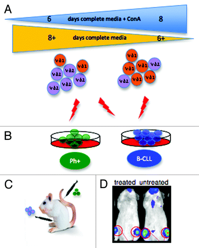 Figure 1. (A) Gamma delta T cells (GDTc) isolated from human blood were cultured for six to eight days in complete medium containing Concanavalin A (ConA). Vdelta1 (Vδ1) or Vdelta2 (Vδ2) subset prevalence in expanded culture correlated with the duration of exposure to ConA. (B) Vδ2 GDTc are cytotoxic to EM-2eGFPluc cells, Ph+ leukemia cells transduced with a lentiviral vector encoding eGFP and luciferase. Both Vδ1 and Vδ2 are cytotoxic to B-CLL-derived MEC1 and TMD2 cell lines. (C) The bioluminescent xenograft Ph+ leukemia model was established via intravenous (IV) injection of EM-2eGFPluc cells. Vδ2 GDTc therapy was investigated; infusion of GDTc intraperitoneally gave rise to better engraftment than when GDTc were injected IV. (D) Leukemia progression was monitored in vivo via IVIS® technology (In Vivo Imaging System, Xenogen). Shown here are representative examples of treated and leukemia-bearing mice. Red circles are regions of interest from which bioluminescence values were quantified.