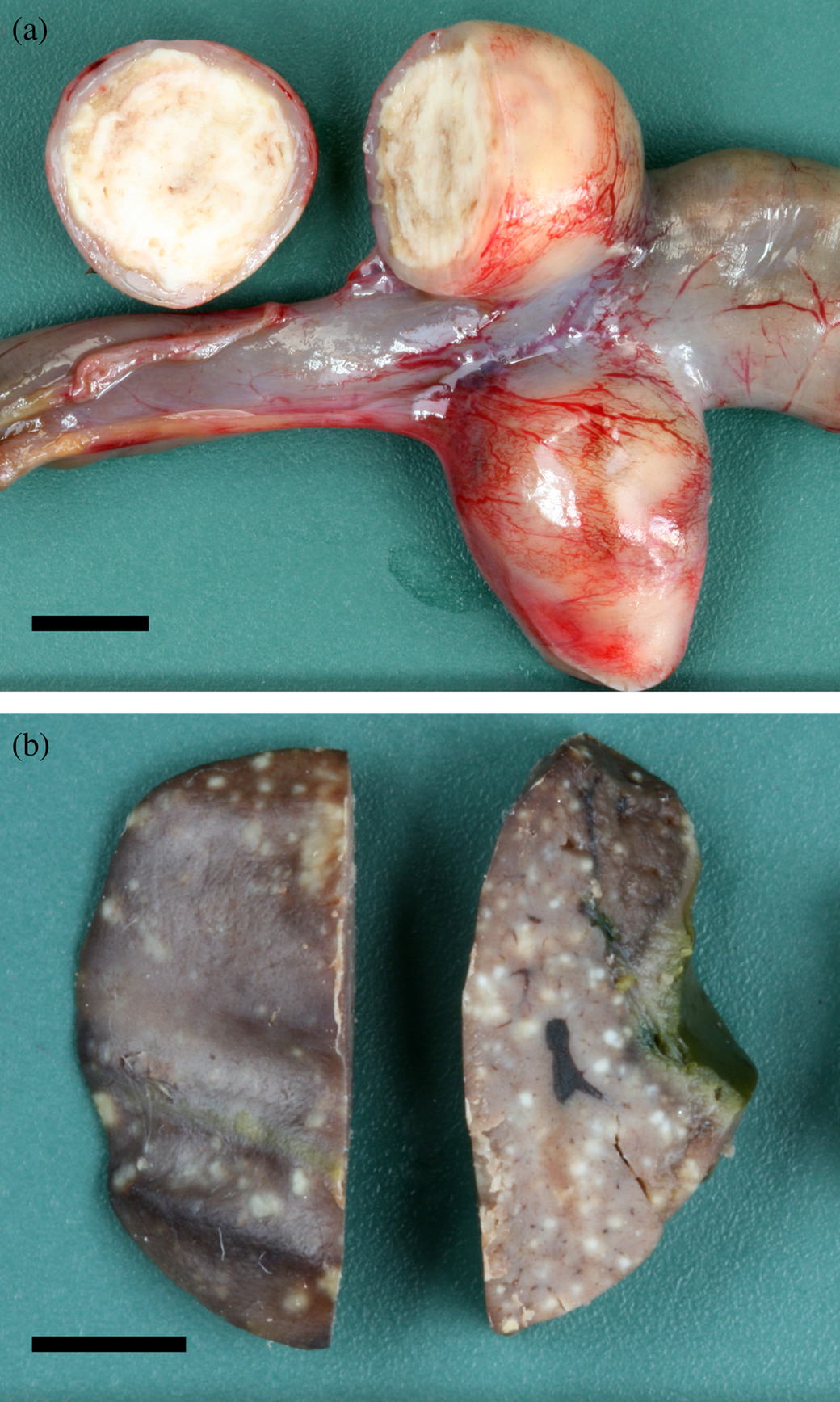 Figure 1.  1a: Caecum from the second Red-breasted Merganser with concentrically laminated fibrinous and necrotic material. Bar = 0.5 cm. 1b: Liver from the first Red-breasted Merganser with multifocal uniformly pale tissue necrosis. Bar = 0.5 cm.