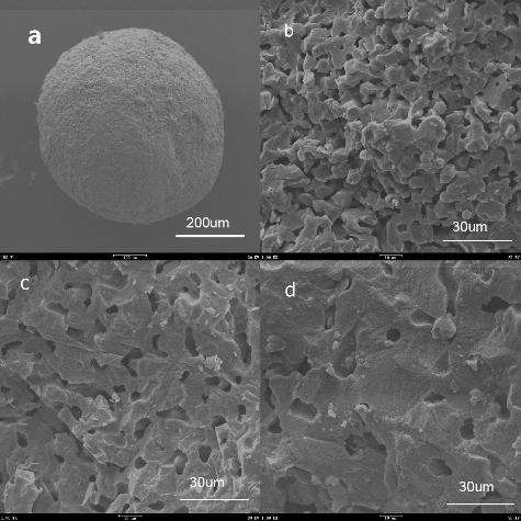 Figure 9. SEM micrographs of sintered Li2TiO3 pebbles: (a) surface of Li2TiO3 pebbles sintered at 950 °C; scale bar is 200 µm; (b)--(d) cross section of Li2TiO3 pebbles sintered at 950 °C, 1050 °C and 1150 °C; scale bar is 30 µm.