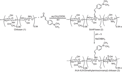 Scheme 1.  Synthesis of N-(4-N,N-dimethylaminocinnamyl) chitosan.