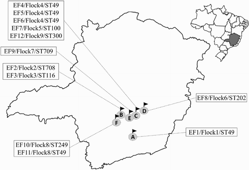 Figure 1. Geographical distribution of E. faecalis isolated from broilers with VO from Southeast Brazil, in 2012. A, B, C, D, E, and F represent the different municipalities included in this study, which are linked to their respective boxes with details of the strains isolated from the place (strain ID, number of the flock, and sequence type number). Distance between the farms was: A–F (130 km); F–B (47 km); B–E (45 km); E–C (42 km); C–D (54 km); and D–A (161 km), comprising a total area of 10,434 km2.