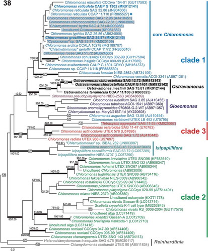 Fig. 38. Maximum-likelihood tree of the Chloromonadinia phylogroup based on 18S rDNA sequences. Numbers next to branches indicate statistical support values: ML bootstraps and BI posterior probabilities. Thick lines indicate branches with statistical support: ML ≥ 80/BI ≥ 0.95. Chloromonas clades 1, 2 and 3 were delimited according to Hoham et al. (Citation2002) and adopted in the previous studies of Barcytė et al. (Citation2018a, Citationb). New sequences are in bold. Grey shaded strains were isolated from terrestrial habitats. The asterisk indicates the authentic strain of C. reticulata, which is the type species of the genus Chloromonas.