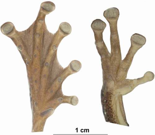 Figure 6. Ventral views of the left hand and foot of the holotype of Osteocephalus sangay sp. n. Hand and foot are shown at the same scale. Photographs by Valeria Chasiluisa