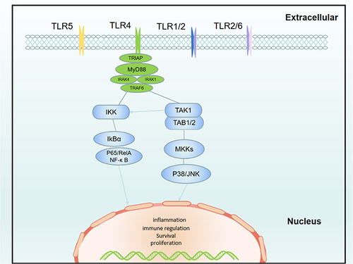 Figure 11 TOLL-like receptor signaling pathway.