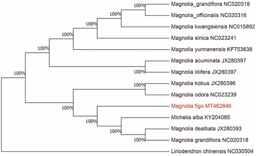 Figure 1. Neighbour-joining (NJ) analysis of M. figo and other related species based on the complete chloroplast genome sequence.