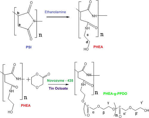 Figure 2 Schematic representation of grafting of PPDO on PHEA.