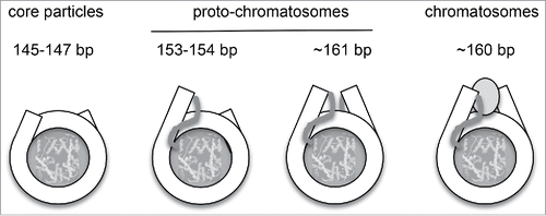 Figure 3. Structural relationship between nucleosome core particles, proto-chromatosomes and chromatosomes. Views from above, drawn approximately to scale, based on the nucleosome structure. Citation2 The final 10 bp on each side of the nucleosome core are almost straight, projecting a short distance out of the particle. Proto-chromatosomes are shown with an extra 7 bp on one side (154 bp) or both sides (161 bp) with a continuing straight trajectory. We propose that the fundamental particle is the 161-bp proto-chromatosome, which has both extensions. We suggest that each extension is protected by a specific but unidentified core histone-DNA contact, most likely a histone tail (as indicated), to form the H1 binding site. The chromatosome is formed when H1 binds (shown here as a light gray oval in a symmetrical location although this is controversial). Adapted from Fig. 6 in Citation1.