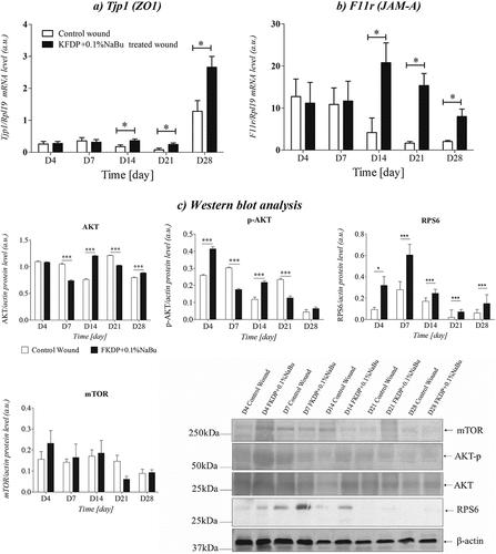 Figure 6. The expression of Tjp1 (a), and F11 r (b) mRNA levels in skin biopsies. c) the protein expression levels of AKT, p- AKT, RPS6, and mTOR were examined by Western blot analysis. The protein expression levels are displayed as the mean ± sem (n = 5). The data were only tested by the t-test for dependent samples (p-value <.05 was considered significant; *-p < .05, **-p < .01, ***-p < .001, mean ± standard error of the mean).