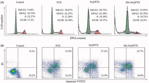 Figure 6. (A) Effect of PTX, Se@PTX, and HA-Se@PTX on the cell cycle distribution and apoptosis in A549 cells, respectively. (B) Apoptosis percentage analysis of A549 cells after exposed to PTX, Se@PTX, and HA-Se@PTX, respectively.