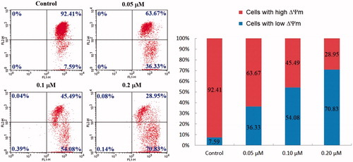 Figure 5. Compound 4d-induced loss of the mitochondrial membrane potential (ΔΨm). HeLa cells were treated with compound 4d (0, 0.05, 0.1, and 0.2 μM) for 24 h, incubated with JC-1 and analysed using flow cytometry.