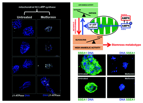 Figure 2. The AMPK agonist metformin upregulates the expression of the catalytic β-F1-ATPase subunit, the rate-limiting component of mitochondrial OXPHOS in iPS colonies. iPS cells were maintained in an undifferentiated stage on gelatin-coated tissue culture surfaces in the presence of LIF. After 48 h of treatment with vehicle or 10 mmol/L metformin, β-F1-ATPase protein levels (white staining) were analyzed by immunofluorescent confocal microscopy. DNA was counterstained with Hoechst 33258 (blue). Images are representative of five independent experiments testing two individual iPS clones. Figure also shows representative images of untreated and metformin-treated iPS colonies that were captured using different channels for SSEA-1 (green) or Hoechst 33258 (blue).