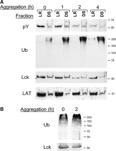 Figure 3. Aggregation induced changes in murine thymocytes and human peripheral blood T cells. (A) The LR and DS fractions from thymocytes aggregated for 0–4 h were sequentially probed with antibodies to pY, Ub, Lck and LAT. (B) Purified human peripheral blood T cells were aggregated for 0 or 2 h and lysates were western blotted with anti-Ub and anti-Lck antibodies.