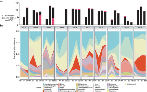 Figure 2. The small intestinal environment inducesMicrobiota composition analysis and L. rhamnosus recovery. a) L. rhamnosus CNCM I-3690 gene copies recovery in ileal effluent, assessed via qPCR using both PMAxx treated (black bars) and non-treated samples (pink-bars). Samples were collected prior and collectively obtained during 4-h periods over a total timespan of 12 h (4, 8, and 12) after consuming L. rhamnosus CNCM I-3690 fermented product and prior of it (0 H); b) overview of the microbiota composition throughout the study per volunteer at genus level, only the top 25 genera are displayed (comprising >95% of the total community). The genus formerly known as Lactobacillus is colored in red.