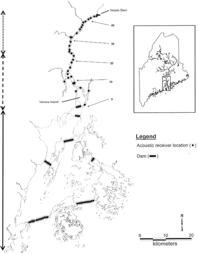 FIGURE 1. Map of the Penobscot River estuary with river kilometers delineated. Rkm 0 is at Verona Island and denotes the transition from Penobscot Bay to Penobscot estuary. The former Veazie Dam site (rkm 48) was the upper limit for Atlantic Sturgeon movement in the Penobscot River during the study period. The two southern gates and the southeastern gate were deployed from April to July 2005–2012. Map is from Fernandes et al. (Citation2010). The arrows to the left were added to indicate the river (dots), estuary (long dashes), and bay (solid) segments.