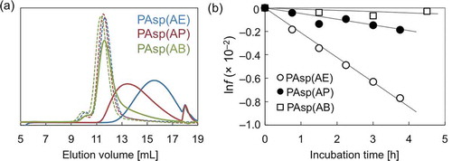 Figure 1. (a) SEC chart showing PAsp(AE), PAsp(AP), and PAsp(AB) before (dotted line) and after incubation for 24 h (solid line) under the physiological condition (pH 7.4, 37 °C); (b) lnf of PAsp(AE) (○), PAsp(AP) (●), and PAsp(AB) (□) plotted against incubation time.