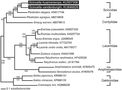 Figure 1. A maximum likelihood (ML) tree based on the complete mitochondrial genomes of Scincella vandenburghi and S. huanrenensis in addition to 16 other lizard species. The complete mitogenome was downloaded from GenBank using the accession number indicated after the scientific name of each species. The phylogenetic tree was constructed with PAUP* v4.0b10 (Massachusetts Institute of Technology, Cambridge, MA) using 1000 bootstrap replicates. The Bayesian posterior probabilities (above) and bootstrap value (below) are denoted on each branch.