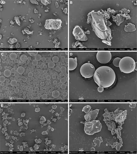 Figure 2 SEM micrographs of bosentan microparticles.