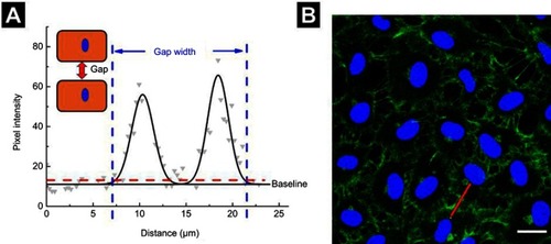 Figure S3 Measurement of gap-width. (A) Gray dots represent the pixel intensity profile of the red line drawn in (B), whereas the black line represents a two-Gaussian fit. The junction width was considered as the width of the fitted curve at 20% above baseline intensity, as indicated by the dashed red line. (B) Images from a confocal microscope. Scale bar is 20 µm.