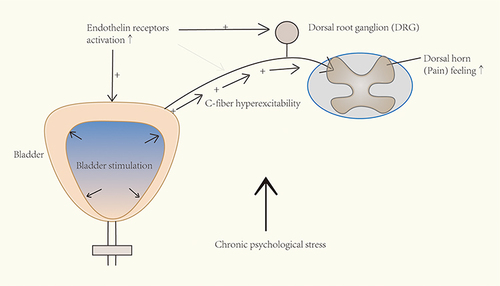 Figure 8 Schematic drawing of the involvement of endothelin pathway in chronic psychological stress-induced bladder hyperalgesia. After chronic stress exposure, the increased activation of endothelin receptors (possibly subtype A) may enhance the afferent input and in turn cause increased pain feeling.