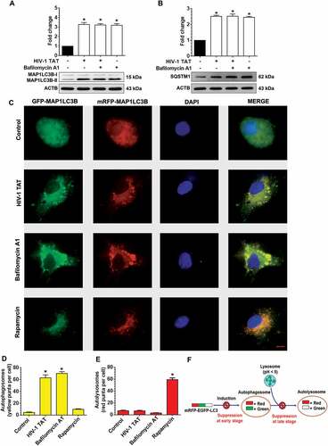 Figure 4. HIV-1 TAT increases autophagosome formation and decreases autophagic flux in mPMs. (a and b) Representative western blots showing the expression of MAP1LC3B-II (a) and SQSTM1 (b) in mPMs exposed to HIV-1 TAT (50 ng/mL) for 24 h followed by treatment with 400 nM BAF, added in the last 4 h of the 24 h treatment period. ACTB was probed as a loading control for all experiments. (c) mPMs transfected with tandem fluorescent-tagged MAP1LC3B plasmid followed by HIV-1 TAT (50 ng/mL) and treated with rapamycin (10 nM) for 24 h. Scale bar: 5 μm. (d and e) Bar graph showing the number of autophagosomes (d) and autolysosomes (e) in mPMs transfected with tandem fluorescent-tagged MAP1LC3B plasmid and treated with HIV-1 TAT and rapamycin for 24 h. The data are presented as mean ± SEM from 6 independent experiments. Nonparametric Kruskal – Wallis One-way ANOVA followed by the Dunn post hoc test was used to determine the statistical significance between multiple groups and the Wilcoxon test was used to compare between 2 groups: *, P < 0.05 vs. control