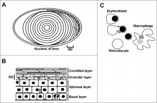 Figure 1. Nuclear degradation occurs during normal homeostasis. Degradation of the nucleus is a part of normal cellular homeostasis in three tissues. Grey nuclei and ND denotes where nuclear degradation occurs in each tissue. A) During the development of the lens, the lens epithelial cells migrate along the lens periphery before flattening out and synthesising crystallins. The middle portion, or nucleus of the lens is devoid of both organelles and the nucleus. B) Keratinocytes proliferate in the basal layer of the epidermis prior to terminal differentiation, where cells come off of the basal lamina and express different structural keratins forming the spinous layer. The nucleus is degraded in the upper layers of the epidermis called the granular layer, prior to the synthesis of the enucleate cornified layer which confers the majority of epidermal barrier function. C) Erythroblasts (red blood cell precursors) are formed by a process of nuclear condensation and extrusion, forming a body called a pyrenocyte, which is engulfed and degraded by adjacent macrophages.