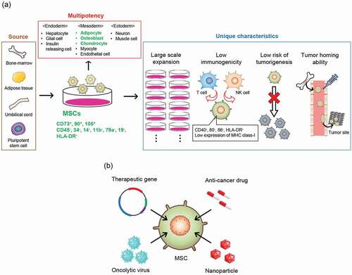 Figure 1. The properties and therapeutic applications of MSCs as a vehicle for anti-cancer agents. (a) MSCs can be isolated from various tissues or induced from pluripotent stem cells. The International Society for Cell & Gene Therapy (ISCT) has defined minimum criteria for MSCs: adhesion to plastic plates, expression of CD73, CD90, CD105, no expression of CD34, CD45, CD14, CD11b, CD79a, CD19, and HLA-DR, and differentiation into adipocyte, osteoblast, and chondrocyte. MSCs are useful as a source of tumor-targeted drug delivery vehicles owing to their high self-renewing or proliferation potency, low immunogenicity, low risk of tumorigenesis, and tumor tropism. (b) Various engineered MSCs. MSCs are employed as a cancer-targeting vehicle for therapeutic genes, oncolytic virus, anti-cancer drugs, and drug-encapsulated nanoparticles. MSCs, mesenchymal stem/stromal cells