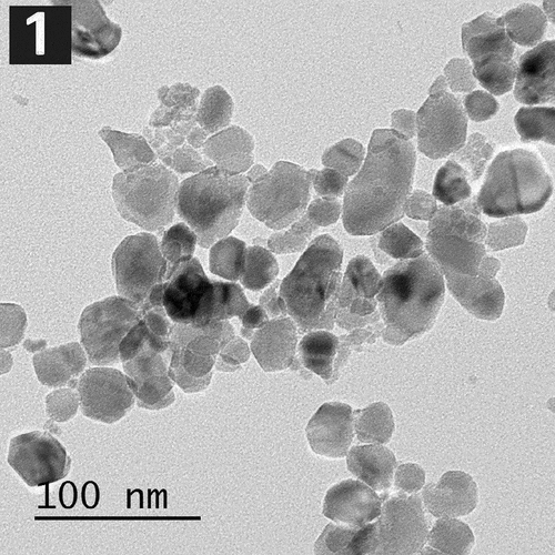 Figure 1. Transmission electron microscopy image showing average diameters of ZnO-NPs.