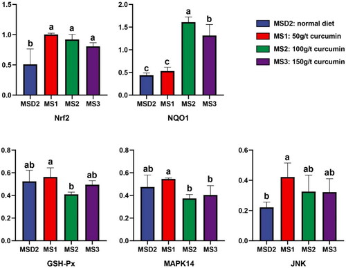 Figure 2. Effect of curcumin on the expression of antioxidant genes in the jejunum of meat rabbits (n = 5).Abbreviations: MSD2, normal diet; MS1, 50g/t curcumin; MS2, 100g/t curcumin; MS3, 150g/t curcumin; Nrf2, nuclear factor erythroid-2 related factor 2; NQO1, NAD(P)H: quinone oxidoreductase 1; GSH-Px, glutathione peroxidase; MAPK14, mitogen-activated protein kinase 14; JNK, c-Jun N-terminal kinase.Data are presented as means ± standard error.a, b Value with different superscripts differ significantly (P < 0.05).