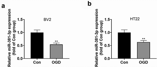 Figure 1. OGD triggered miR-381-3p down-regulation in the microglia and neurons. A and B: qRT-PCR determined miR-381-3p expression in BV2 microglia and HT22 neurons induced by OGD. **P < 0.01 (vs. the Con group). Statistics were presented as mean ± SD, N = 3.