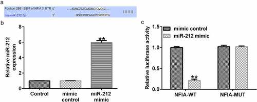 Figure 4. NFIA is a downstream target of miR-212. (a) Potential binding sites between NFIA and miR-212 were predicted by the TargetScan online tool. (b) miR-212 level in 293 T cells transfected with mimic control or miR-212 mimic was measured using quantitative reverse transcription (qRT)-PCR. (c) Dual-luciferase reporter assay confirmed the targeted relationship between miR-212 and NFIA. **p < 0.01 vs. mimic control group