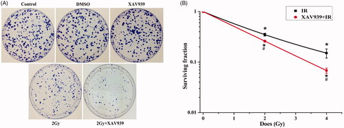 Figure 2. XAV939 could increase cellular radioresistance in HeLa cells. (A) Representative images of colony forming potential of HeLa cells in different treatment groups. (B) Cell surviving fraction curve was performed with cell clonogenic survival assay. Cells were pre-treated with or without XAV939 for 2 h before 12C6+ radiation and plated for survival. Colonies consisting of more than 50 cells were scored. The data represent the mean ± SEM of triplicate measurements. All experiments were performed in three independent experiments. *p < .05 (vs. control group). #p < .05 (vs. radiation group).