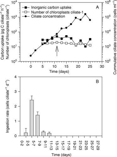 Figure 6.  The second set of experiments. (A) Inorganic carbon uptake by Mesodinium rubrum, cumulative ciliate concentration and number of chloroplasts inside ciliate cells. The arrow indicates when prey cells were depleted. (B) Ingestion rate (cells ciliate−1). Data are presented as a function of incubation time and values represent treatment means±standard error.