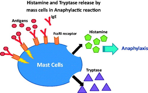 Figure 18. In anaphylactic reaction both histamine and tryptase are released from the mast cells.