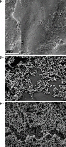 Figure 6 SEM micrographs of swollen PP-g-IPN films (a) without liposomes (b) and after immobilization of SUVs, (c) and MLVs.