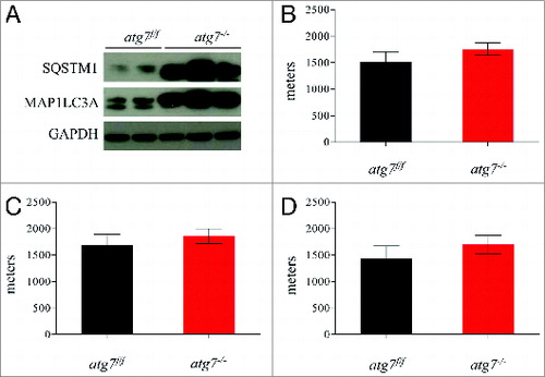 Figure 1. Autophagy is not required to sustain muscle contraction during physical activity. (A) Immunoblot for MAP1LC3A and SQSTM1 proteins on muscle extracts from inducible atg7f/f mice after tamoxifen treatment. (B) Histogram showing the mean maximum distance ran to exhaustion by atg7f/f and atg7−/− mice during acute concentric exercise (n = 16 each genotype). (C) Mean distance covered by females (n = 5 each genotype) and (D) males (n = 11 each genotype) after concentric exercise.