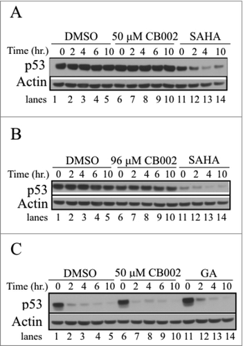 Figure 6. CB002 does not reduce mutant p53 stability in SW480 and DLD-1 cells. A-B. Experiments with SW480 cells. C. Analysis of DLD-1 colorectal cancer cells. Cells were treated for a 24 hr period with DMSO, CB002 or positive control followed by 100 μg/mL cycloheximide addition, and protein stability was evaluated in a time course ranging from 0 - 10 hrs. Histone deacetylase inhibitor, SAHA and Hsp90 inhibitor Geldanamycin (1 μM GA) were used as positive controls.