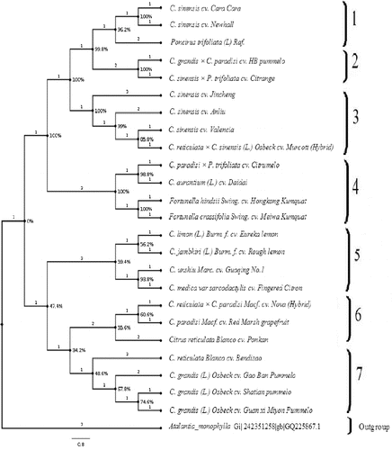 Figure 1. Maximum parsimony analysis of genotypes of the Citrus genus and its related species based on ITS rDNA data.