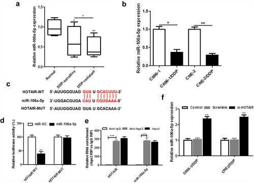 Figure 3. miR-106a-5p was downregulated in DDP-resistant NPC tissues and cells and regulated by HOTAIR. The expression of HOTAIR in DDP-sensitive and DDP-resistant NPC tissues (a), C666-1/DDP and CNE2/DDP cells and their matched controls were measured by qPCR (b). (c) The binding site of HOTAIR and miR-106a-5p predicted by StarBase v2.0. (d) The Luciferase activities of HOTAIR-WT (HOTAIR-MUT) reporters in C666-1/DDP and CNE2/DDP cells co-transfected with miR-106a-5p mimic or NPC mimic were assessed by Dual-Luciferase reporter assay. (e) RIP assay was performed to observe the position relation between HOTAIR and miR-106a-5p (f) HOTAIR siRNA was transfected into C666-1/DDP and CNE2/DDP cells, following transfection for 48 h, the expression of miR-106a-5p were detected by qPCR. *p < 0.05, **p < 0.01.