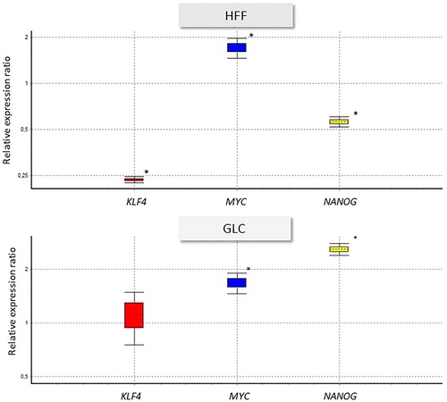 Figure 2. Influence of MEL on gene expression in HFF and GLC. Cells were treated for 24 h with 10 nmol/L MEL and the expression of the three genes was assessed by RT-qPCR. Control cells were cultured in medium without MEL. The normalized gene expression ratio was calculated according to the 2−ΔΔCt method using β-actin as a reference gene. Data are shown as median ± whiskers (three independent experiments, each in duplicate). Statistical differences between medians were assessed by using the ‘Relative Expression Software Tool’ (REST, Qiagen) [Citation19]. *Statistically significant differences versus control (p≤.05).