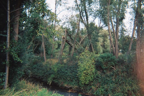 Figure 11: Fallen trees amidst those that remain standing. Photographer: Jin, catering manager.