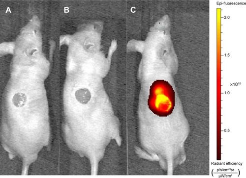 Figure 9 Wound-targeted release of nanoparticles.Notes: Nude mice with full-thickness skin defects were injected with (A) saline, (B) blank nanoparticles, or (C) Cy5-SDF-1α-PPADT nanoparticles via the tail vein and detected for Cy5 fluorescence 12 hours later.